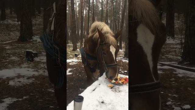 Красивые лошади на природе. Обед в лесу.