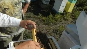 Пчеловодство на 145 рамке на пасеке Измайлова.Весенняя замена маток на маточник.