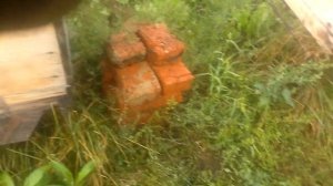 Про очень злых пчёл.