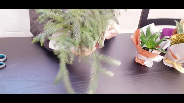 Potted plants wrapping #3 смотреть онлайн
