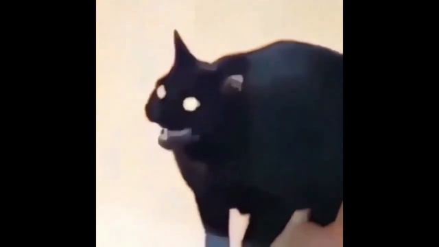 black cat dank meme vine undertale version смотреть онлайн