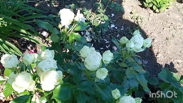 Цветение роз😍🌹💕:Новинки и загадки??? 🤔😲 смотреть онлайн