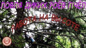 Добыча Мёда. Ловля роёв. Техника безопасности. Работа на высоте  Страховка