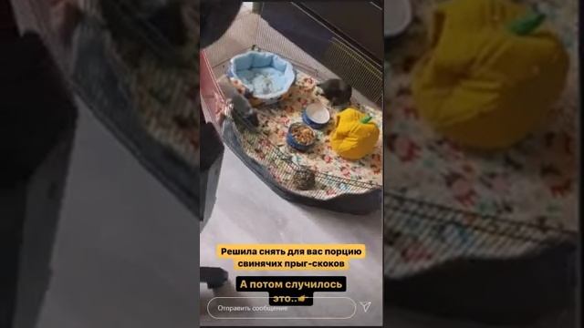 Морские свинки, кошка Бася и Лёша | ИСТОРИИ ANASTASIZ ИЗ INSTAGRAM за 28.05 смотреть онлайн