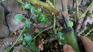 Если нет базальных побегов. Обрезаю взрослую плетистую розу.