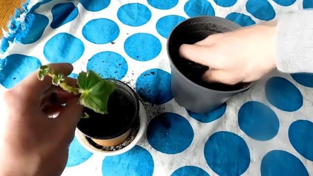 Бегония пересадка!Размножение бегонии уход за растениям бегония ! смотреть онлайн