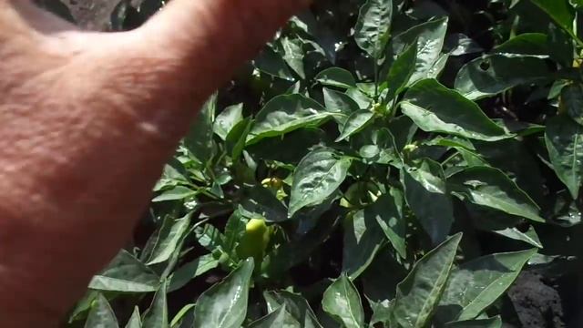 КАРЛИКОВЫЙ СКОРОСПЕЛЫЙ ПЕРЕЦ ВИННИ ПУХ. ВИДЕООБЗОР. Ольга Чернова. смотреть онлайн