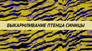 Выкармливание птенца синицы. У синицы плохо работают лапы.  Как правильно выкормить без рахита.