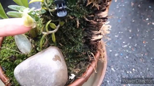 ОРХИДЕИ обильно цветущие и ароматные в январе. Дендробиум cassiope, Онцидиум sonotaum. смотреть онлайн