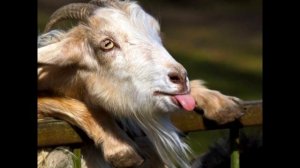 Драть как сидорову козу