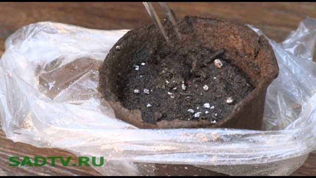 Рассада / Тепличка для рассады из торфяного горшка и пакета