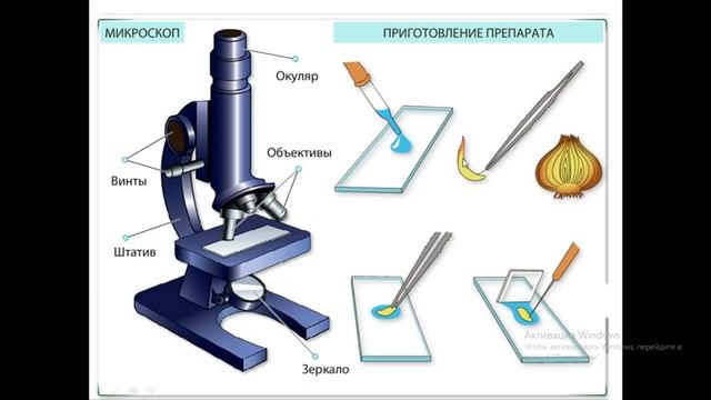 Объединение "Ребятам о зверятах"| "Клеточное строение растений и животных".