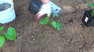 Урожай батата не порадовал. Какие допустила ошибки по выращиванию батата в Подмосковье и как решать