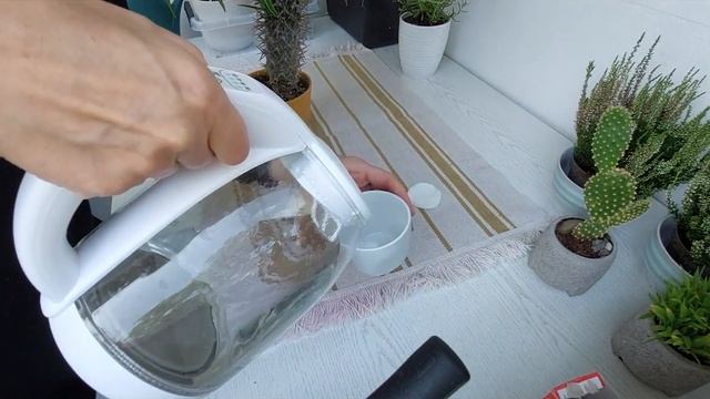 Пахиподиум. Мадагаскарская пальма. Белый налет на листьях. смотреть онлайн