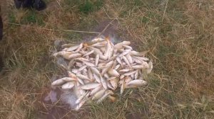 Новосибирская область река Чулым рыбалка  Окунь 20 07 2014