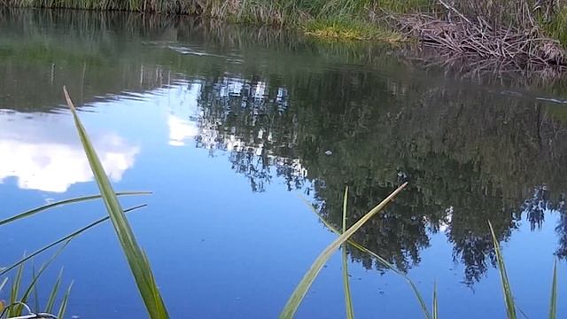 Речной окунь крупным планом ! смотреть онлайн