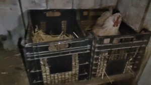 Обзор хозяйства / Куры и индоутки / Индоутки несутся осенью / Какая яйценоскость кур