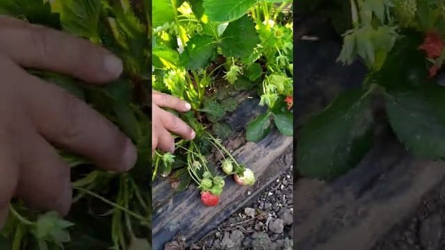 Начала созревать клубника в открытом грунте