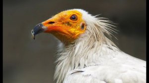 Стервятник (Neophron percnopterus) - Egyptian Vulture