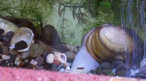 Мой аквариум мои молюски
