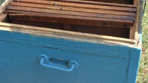 ОДНА РАМКА ПЧЕЛЫ. Можно-ли зимовать?