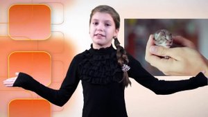 Кошачья родня. Какие бывают кошки. #твГалактика