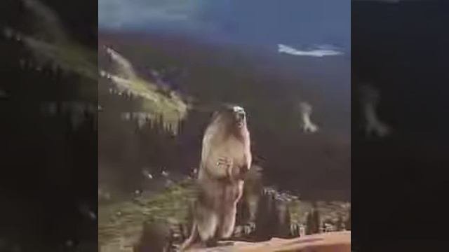 Прикол суслик орет!