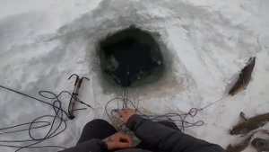 Как ловить огромного налима на стук