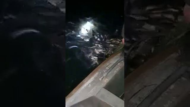 Задержание браконьеров! Тонны рыбы! Осетровые породы и не только!