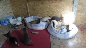 #ЧИХУА ВЫБОР КОРМА#ЩЕНОК ЗДОРОВ ?#ВЫБОР ПОКУПКА ЩЕНКА#СУХОЙ КОРМ КАКОЙ ВЫБРАТЬ#МАРИМИСТИКПИТОМНИКРК