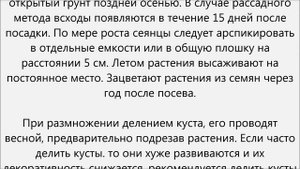 Ясколка уход