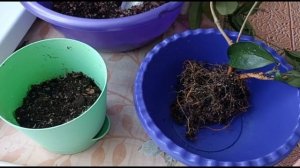 ХОЙЯ МЯСИСТАЯ. ПЕРЕСАДКА ВЗРОСЛОГО РАСТЕНИЯ С ПОЛНОЙ ЗАМЕНОЙ ГРУНТА И УХОД