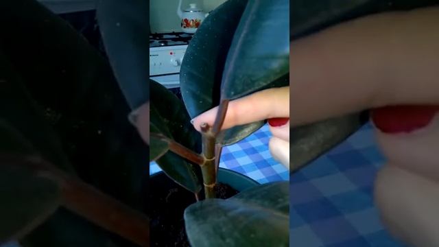 Ну просто беда с этими фикусами) смотреть онлайн