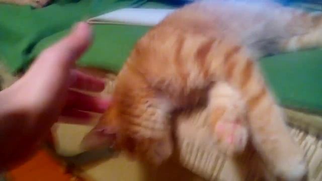 Кот отрубился смотреть онлайн