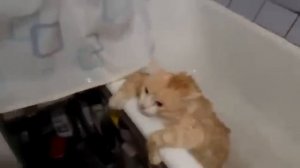 Толстый кот не может выпрыгнуть из ванны.