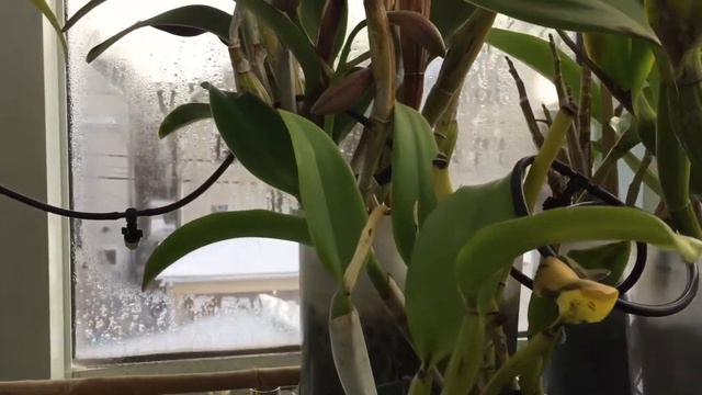 Orchids Available for Trade смотреть онлайн