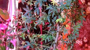 Пассифлора голубая. зимовка.