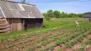 Окучивание картошки косилкой...