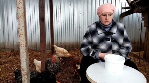 Выгодно ли содержать кур в своем хозяйстве.