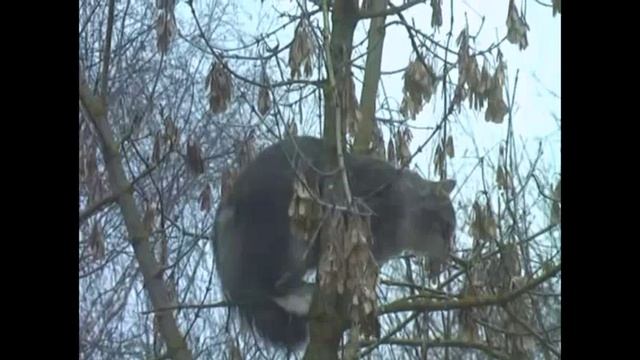 НА ДРЕВО ВЗГРОМОЗДЯСЬ.mp4 смотреть онлайн