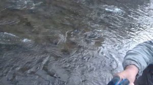 ХАРИУС В ОКТЯБРЕ ПО ШУГЕ. СОБИРАЕМСЯ ДОМОЙ С БАТЕЙ. ч/3