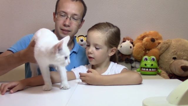 Нам подкинули маленького котенка! Мы нашли котенка Бездомный котёнок. Спасение котёнка Лиза КАК МАМ смотреть онлайн
