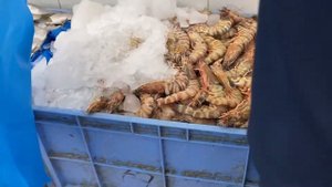 Рыбный рынок в Эмирате Аджман. UAE. Ajman. Fish market