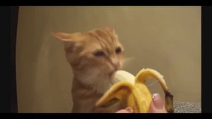 как кот ест банан