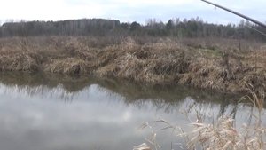 Ловля щуки на живца и спиннинг.