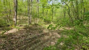 Пешком по лесу, неподалёку от Крепостной. Краснодарский край.