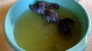 Утята "Индийский бегунок" (1месяц).