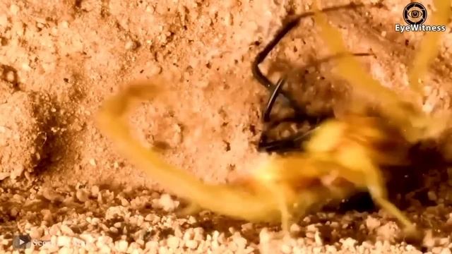 Зачем Муравьи Нападают На Змеи и Скорпионов и Всё Что Движется Рядом. смотреть онлайн