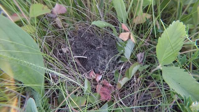 Жаворонок 150612 1 у дороги 150612 19 смотреть онлайн