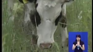 100 голов черно-пестрой породы коров завезли в село «Большая Малышка» Кызылжарского района